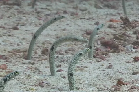 Sand Eels in the coral triangle Stock Footage 1847626