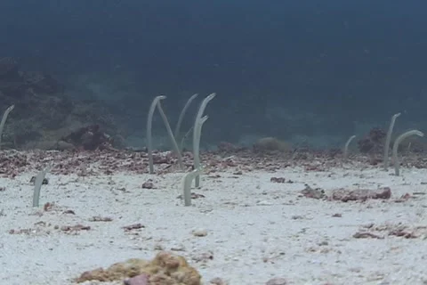 Sand Eels in the coral triangle Stock Footage 1990037