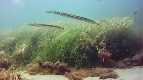 Sand eels Video stock 263806525