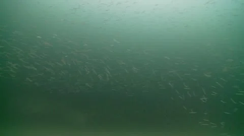 Sand eels mid 動画素材 12452662