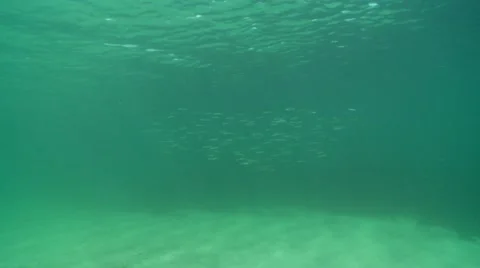 Sand eel,s in shallow water 스톡 동영상 12410603