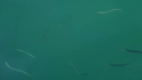 Sand eels swimming on the surface of the water UK 4K Stock Footage 115154205