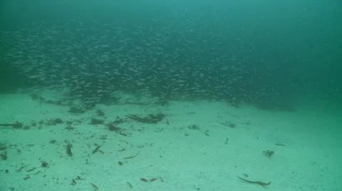 Sand eels w:a 3 스톡 동영상 12453034