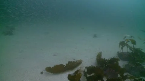 Sand eels w:a 4 Stock Footage 12455976