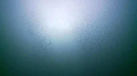 Sand eels w:a Silhouette Stock Footage 12456058