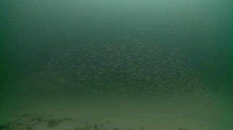 Sand eels wrangle Video stock 12451894