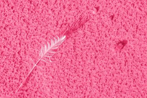 Sand with feather, viva magenta color. background for design Stock Photos