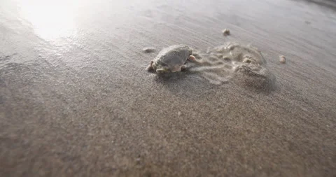 Sand Flea Burring Into the Sand Stock Footage 201481718