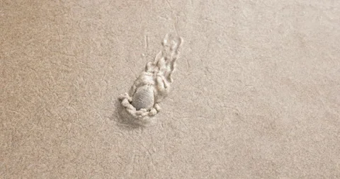 Sand Flea Digging on the Beach off the coast of oregon Stock Footage 201481395