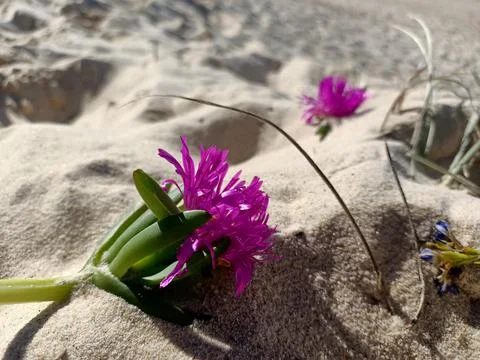 Sand &amp; Flower Stock Photos