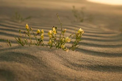Sand flowers Stock Photos