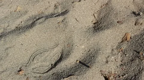 Sand Video stock 20457968