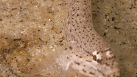 Sand goby eats something found on the seabed and leaves, Mediterranean sea,Italy Stock-Footage 111513825