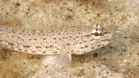 Sand goby eats something found on the seabed and leaves, Mediterranean sea,Italy Stock Footage 111515821