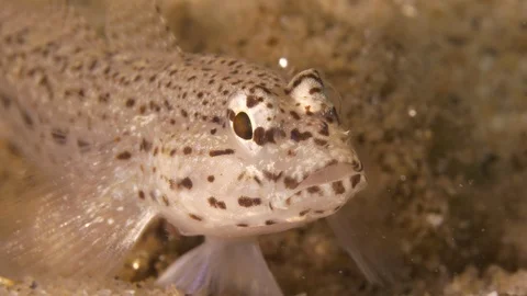 Sand goby eats something found on the seabed and leaves, Mediterranean sea,Italy Stock Footage 111518191