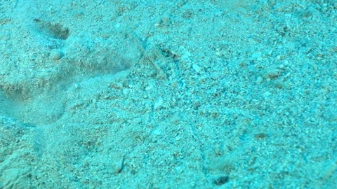 Sand Goby Escapes Stock Footage 124083063