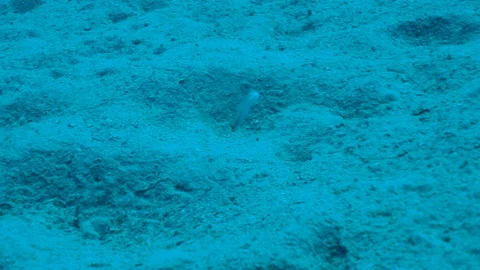 Sand Goby is Hiding in the Sand Stock Footage 124083157