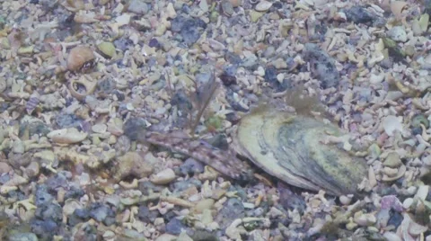 Sand goby hiding under shell Stock Footage 56641783