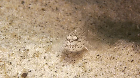 Sand goby motionless at the seabed, Tropea, Mediterranean sea, Italy Stock Footage 111386708