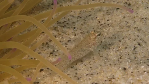 Sand goby under an anemone splashes away, Tropea, Mediterranean sea, Italy Stock Footage 111515689