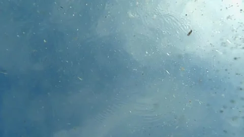 Sand grains and algae floating in seawater slow motion 스톡 동영상 276673018