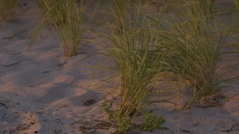 Sand Grass Blowing in Wind 動画素材 251806565