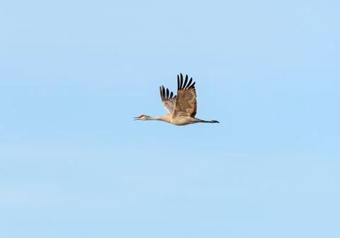 Sand Hill Crane Calling While in Flight Stockfoto's