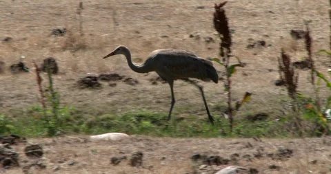 Sand-hill Crane Stock Footage 116904590