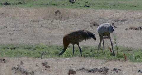 Sand-hill Crane Stock Footage 116907086