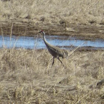 Sand Hill Crane Stock Photos