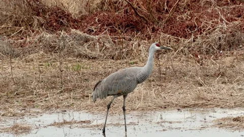 Sand hill crane walking through a field Stock Footage 297569677