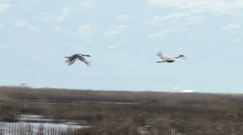 Sand Hill Cranes in Flight Stock Footage 4719287