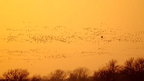 Sand Hill Cranes Flying During Migration Season Video stock 278240301