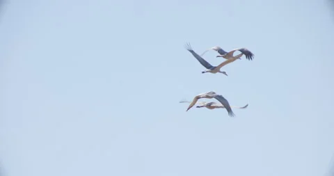 Sand Hill Cranes Flying in Formation Stock Footage 312582923
