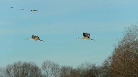 Sand hill cranes flying at sunset Stock Footage 168762485
