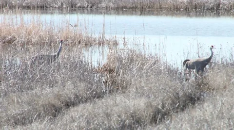Sand hill cranes Stock Footage 2818729