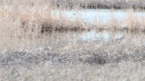 Sand Hill Cranes Stock Footage 4712131