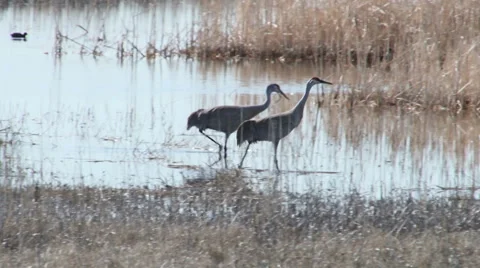 Sand Hill Cranes Stock Footage 4733213