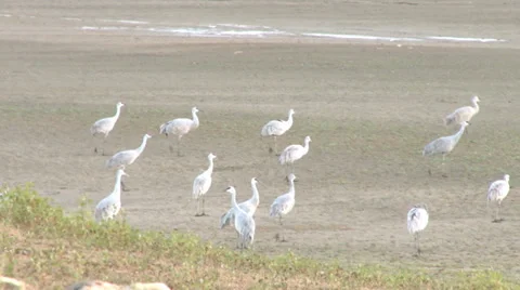 Sand Hill Cranes Stock Footage 31956396