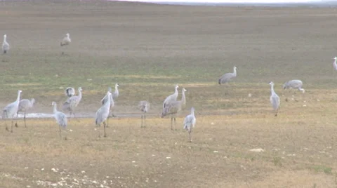 Sand Hill Cranes Stock Footage 31957156
