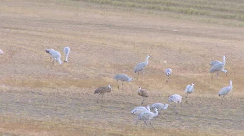 Sand Hill Cranes Stock Footage 31957537