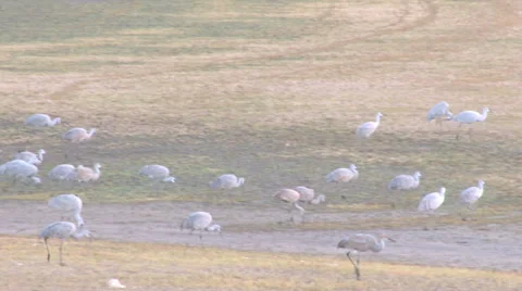 Sand Hill Cranes Stock Footage 31958350