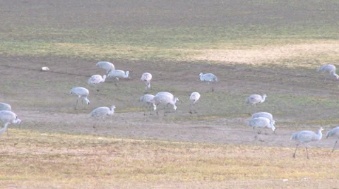 Sand Hill Cranes Stock Footage 31958891