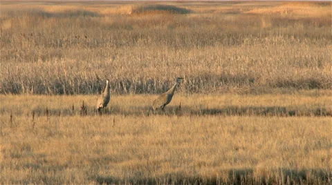 Sand Hill Cranes Stock Footage 36824141