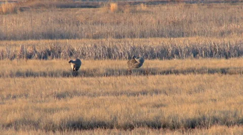 Sand Hill Cranes Stock Footage 36824924