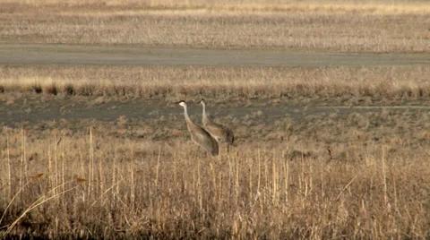 Sand Hill Cranes Stock Footage 36826415