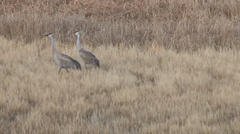 Sand Hill Cranes Stock Footage 37136237