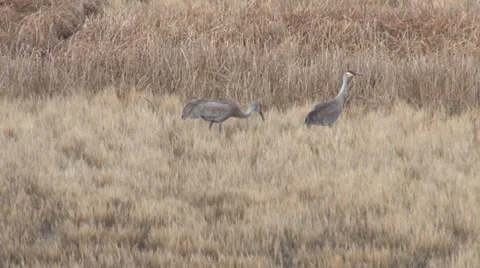 Sand Hill Cranes Stock Footage 37136247