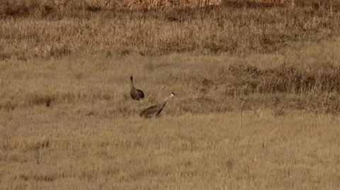 Sand Hill Cranes Stock Footage 37136262