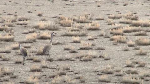 Sand Hill Cranes Stock Footage 37136271